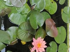-护国法轮寺