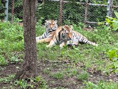 -哈尔滨北方森林动物园