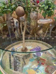 -卡通尼·Safari非洲探索乐园·生日会(金桥国际商业广场店)