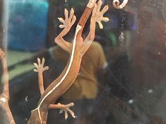 -上海大自然野生昆虫馆