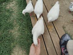 -音乐台