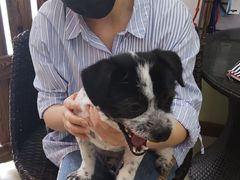 -酷狗靓猫宠物·洗护·美容·寄养(航北路店)