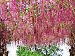 -天适樱花悠乐园