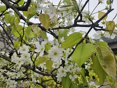 -高荡千年布依古寨旅游景区