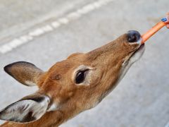 -清迈夜间动物园