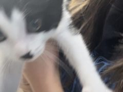 -艾贝尔宠物医院·24H转诊中心·肿瘤猫专科(江宁双龙店)