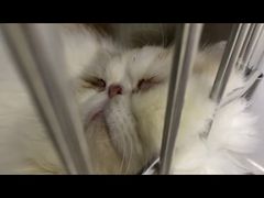 -爱妮康宠物医院·干细胞免疫细胞·肿瘤·心脏(张江店)