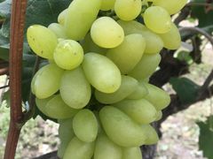 -马陆小张葡萄园农家乐