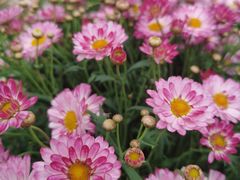 -上海鲜花港