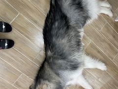-李小姐の猫咖啡馆(五角场店)