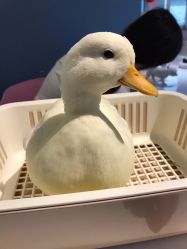 -Moni星球萌宠·小马宝莉·灵蛇·高端高阶全萌宠互动体验俱乐部(红豆国际广场店)