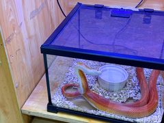 -青石桥花鸟鱼虫市场(叠翠城店)