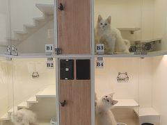 -十年猫舍·猫咪专门店(普陀店)