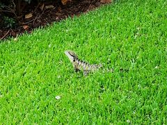 -Emerald Botanic Gardens