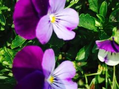 iphone_upload_pic-上海都市菜园