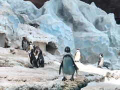 -帝企鹅自助餐厅•儿童岛•真企鹅(长隆企鹅酒店)