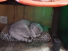 -猫咪博物馆(顶澳仔猫街店)