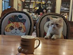 -more than meow吴止猫主题餐厅(承德 中船汇店)