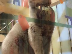 -小时光咖啡馆(开森度假森林店)