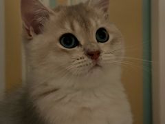 -欣宠猫屋·矮脚拿破仑·蓝金金渐层