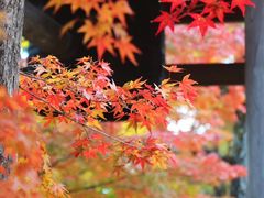 -常寂光寺