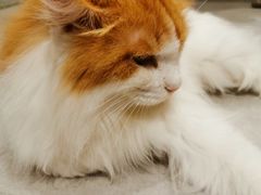 -猫儿山۰猫主题餐厅
