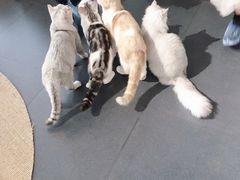 -Heymao猫咖.咖啡厅(东门店)