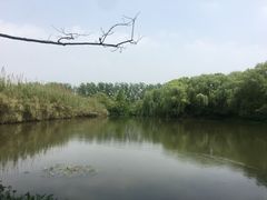 -溱湖国家湿地公园