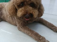 -瑞派宠物医院·中兽医专科(中央商城分院)