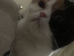-纳吉亚猫专科动物医院博雅分院