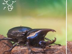 -正佳雨林生态植物园
