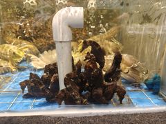 -青蓬蒸汽海鲜·深圳老字号·团建聚会(壹方城店)