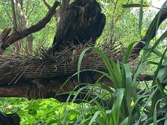 -广州长隆飞鸟乐园