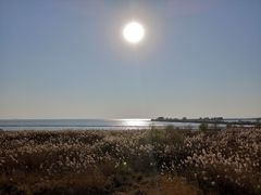 -合肥滨湖国家森林公园