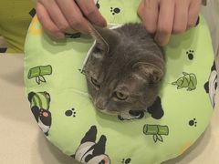 -艾吉宠物医院·疑难杂症转诊中心·猫友好(碧江路院)
