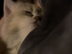 -老吴的猫·猫舍(新区店)