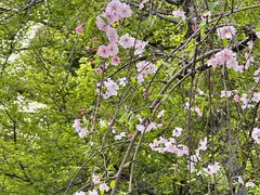 -武汉大学-樱园