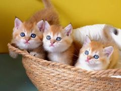 -翊宠yipet猫狗购宠庄园犬舍•猫舍