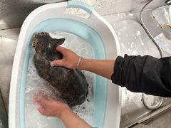 -中农国际动物医院24小时·猫科·骨科·急重症中心