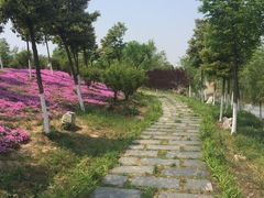 -金卉庄园