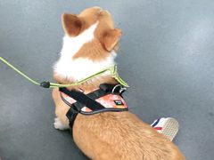 -爱侣宠医·鹦鹉专科·小型哺乳类·异宠专科(灵石路店)