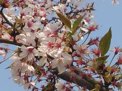 android_upload_pic-高东镇樱花园