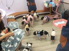 -猪盟咖啡店(玖洲道店)