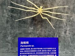 -凤凰中心