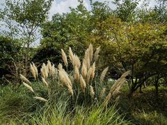 -昆山城市生态森林公园