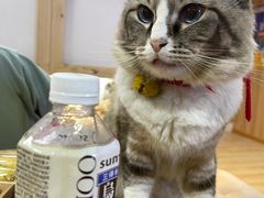 -白兔子密室(长寿路店)