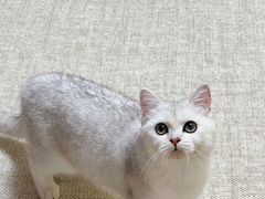 -猫大福·Fortune Cat猫舍(百子湾店)