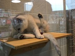-1013 PET SHOP 宠物商店(近铁城市广场店)