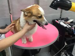 -宠福鑫康馨动物医院·骨科·眼科
