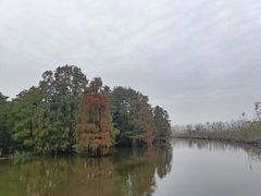-池杉湖湿地公园